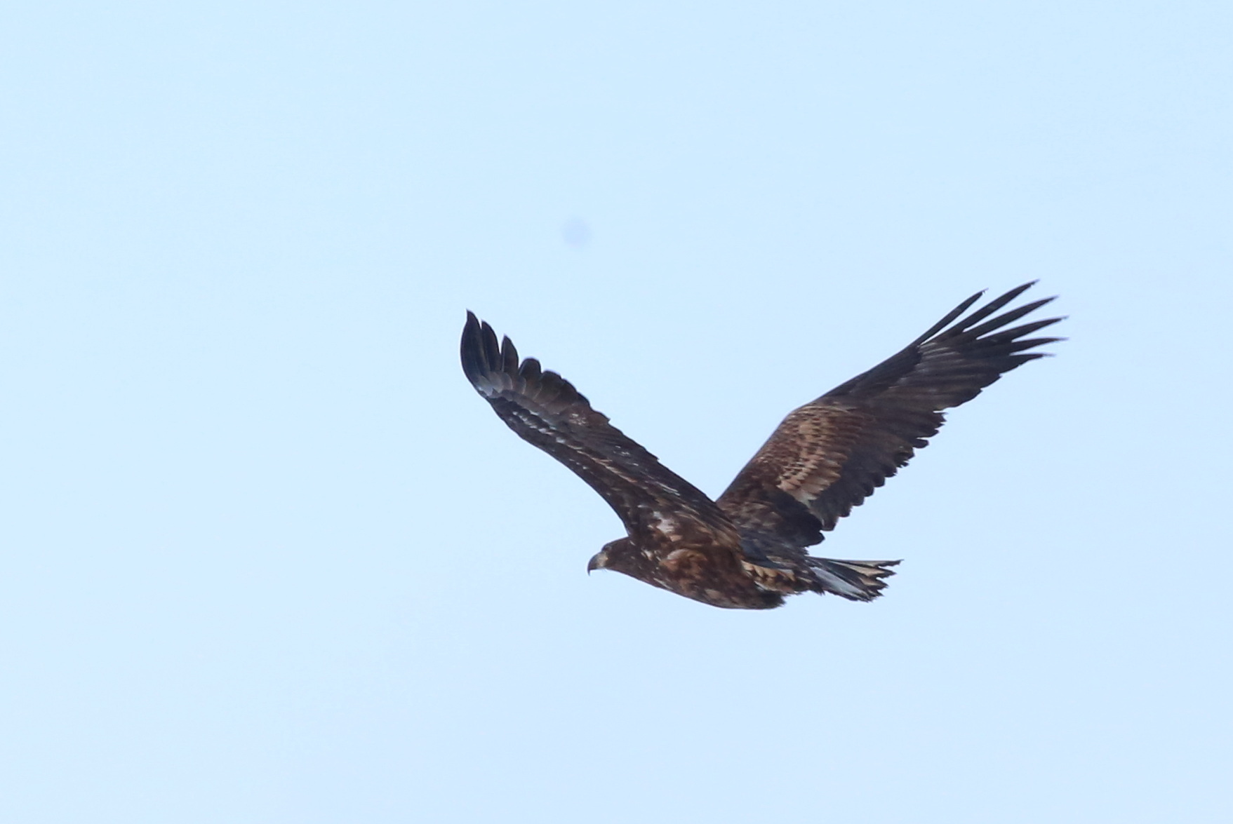 White-tailed Eagle (Haliaeetus albicilla), photo 6