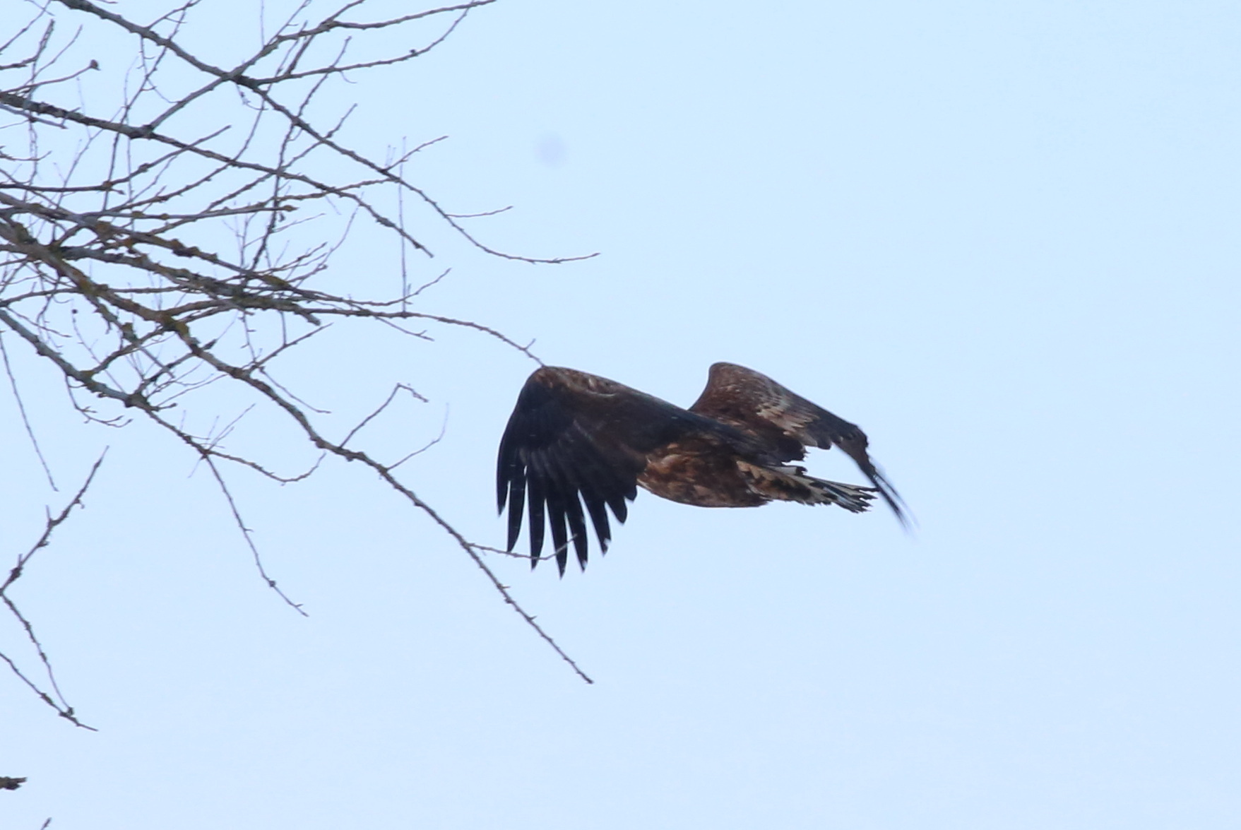 White-tailed Eagle (Haliaeetus albicilla), photo 7