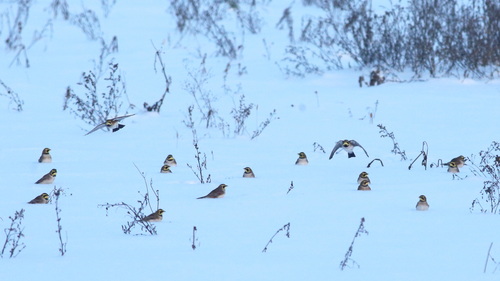 Horned Lark (Eremophila alpestris), photo 5