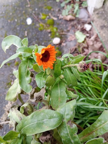 Ringelblume
