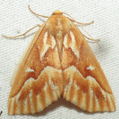 Caripeta piniata