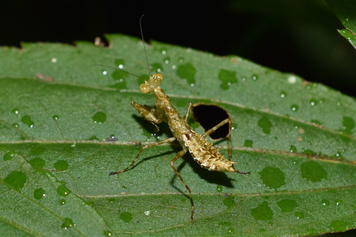 Muscimantis montana photographed in Sri Lanka