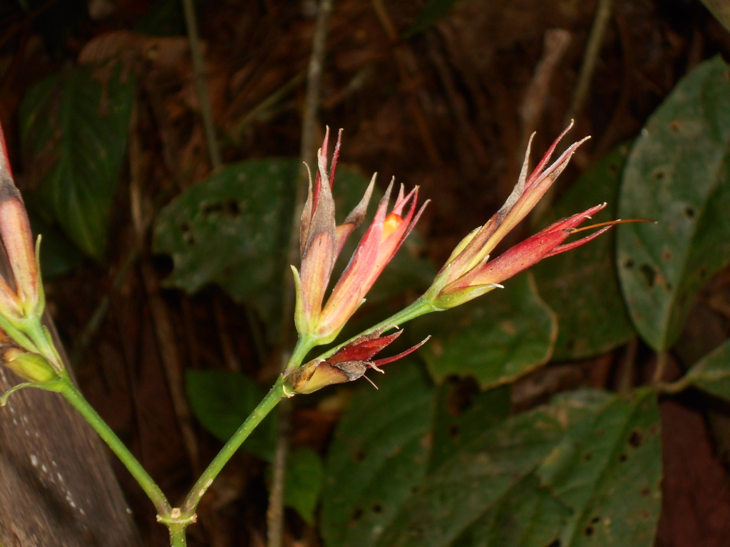 Sanchezia sprucei