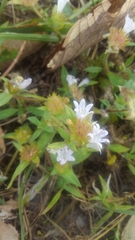 Richardia grandiflora