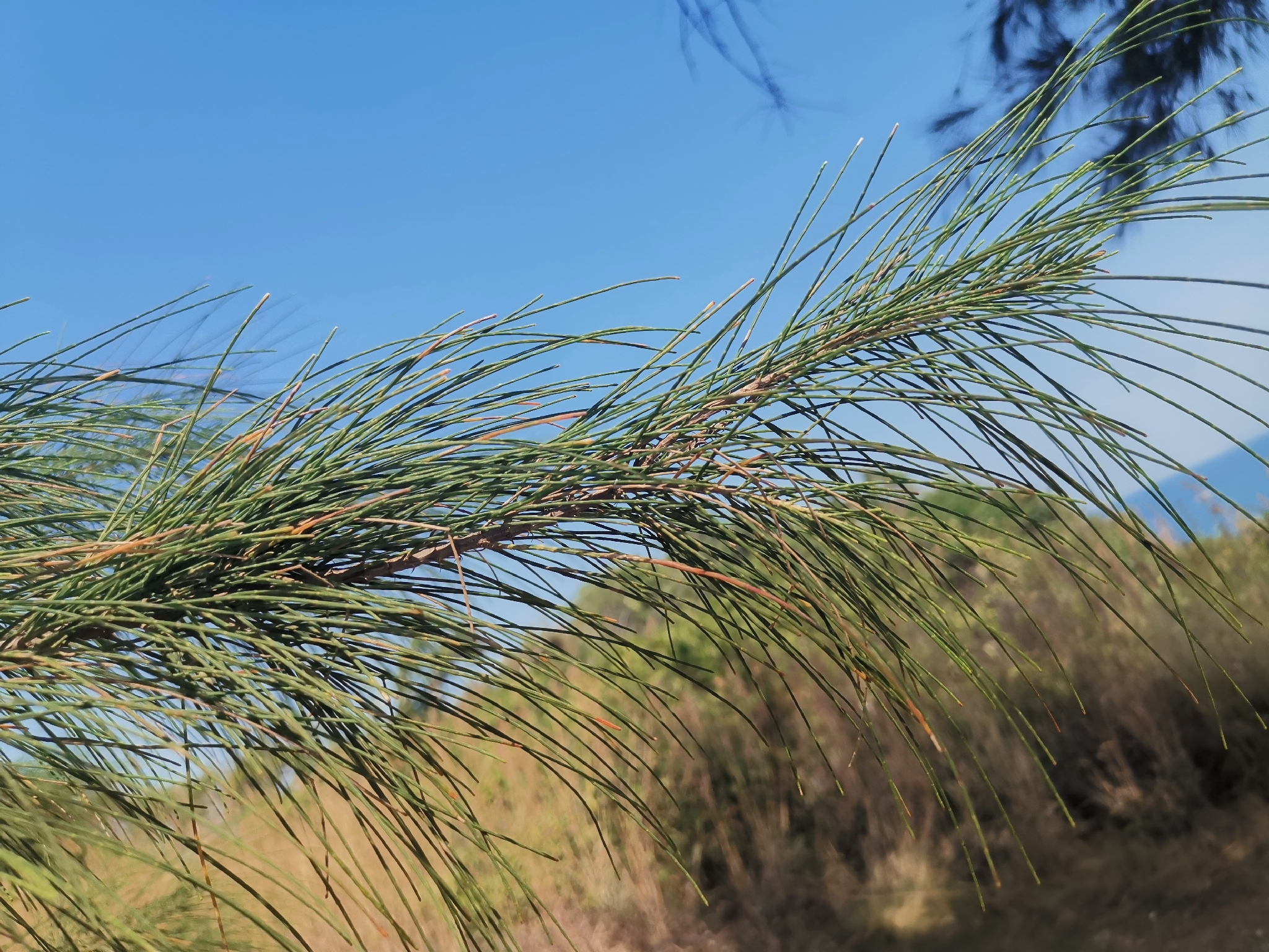 Foto de Casuarina equisetifolia L.