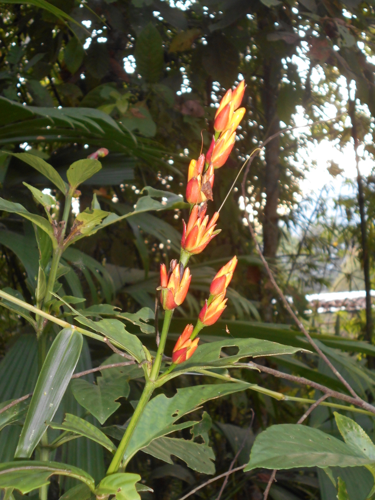 Sanchezia tarapotensis