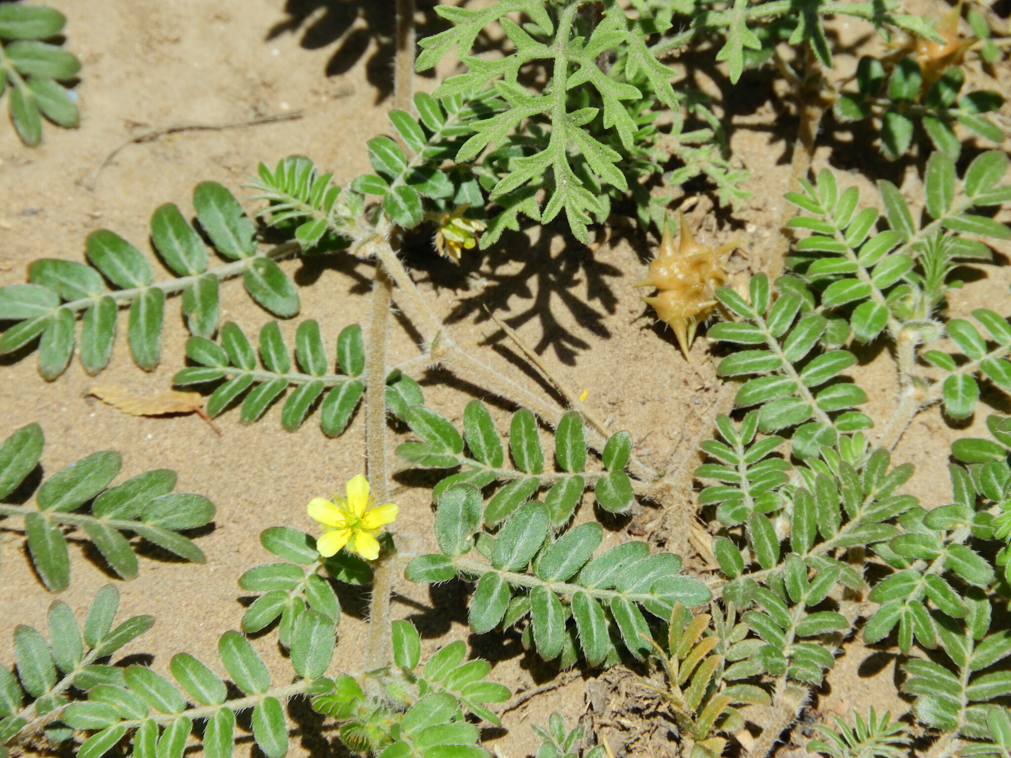 Imagem de Tribulus terrestris