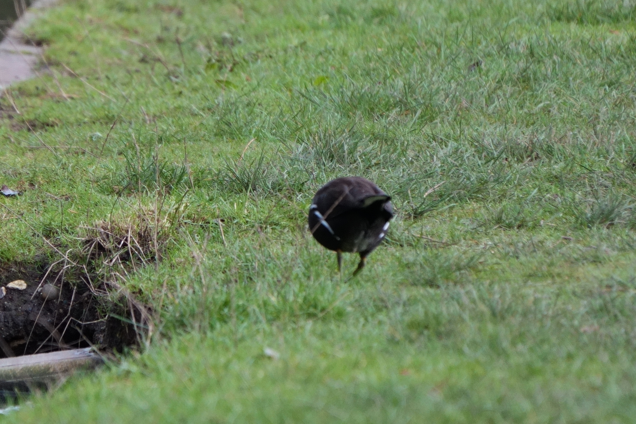 Common Moorhen (Gallinula chloropus), photo 9
