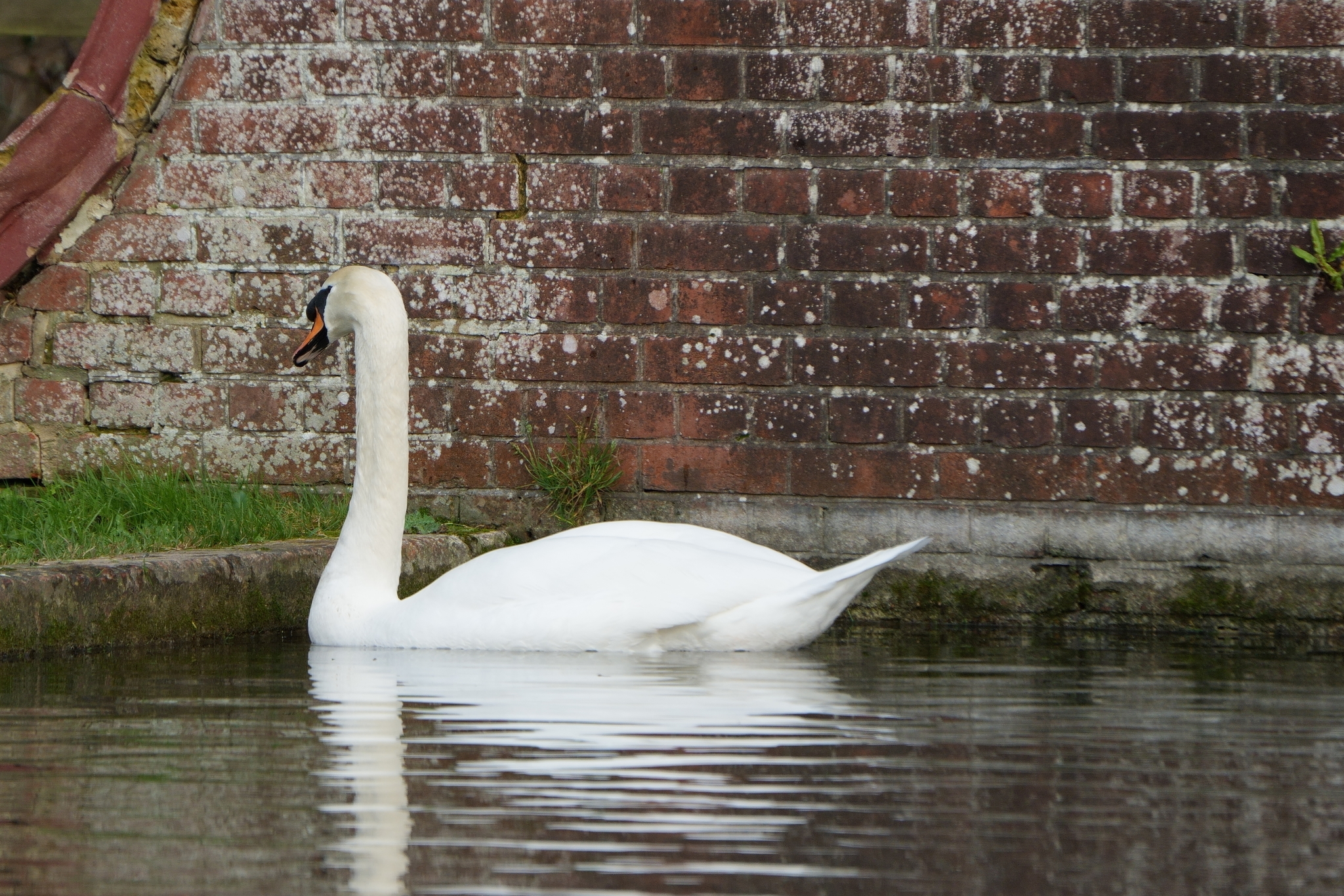 Mute Swan (Cygnus olor), photo 7
