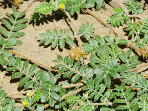 Foto de Tribulus terrestris