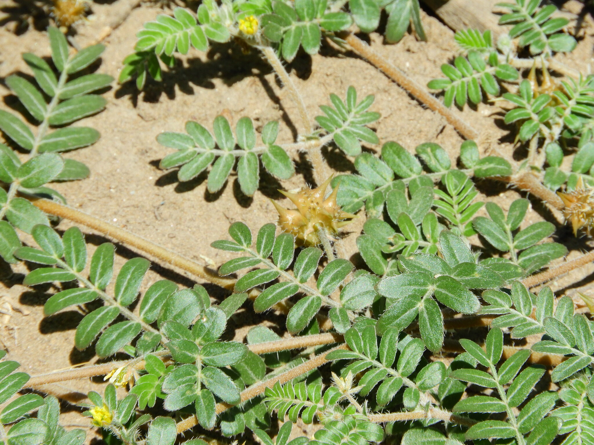 Imagem de Tribulus terrestris