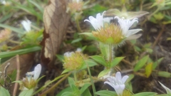 Richardia grandiflora