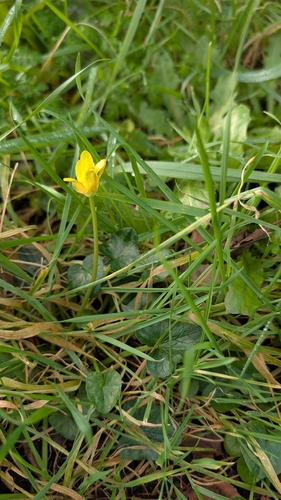 Ranunculus ficaria