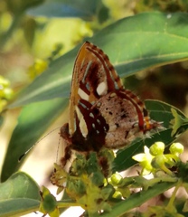 Anteros carausius carausius