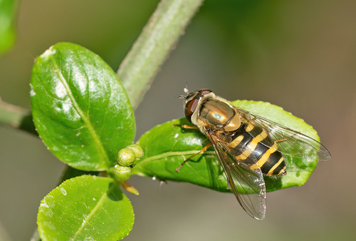 Hairy-eyed Flower Fly, Tilburg, NL-NB, NL, photo 9 of 10