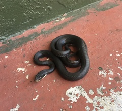 Coluber constrictor priapus image