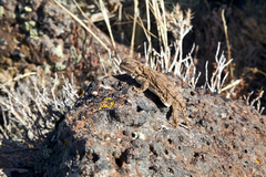 Phrynosoma douglasii