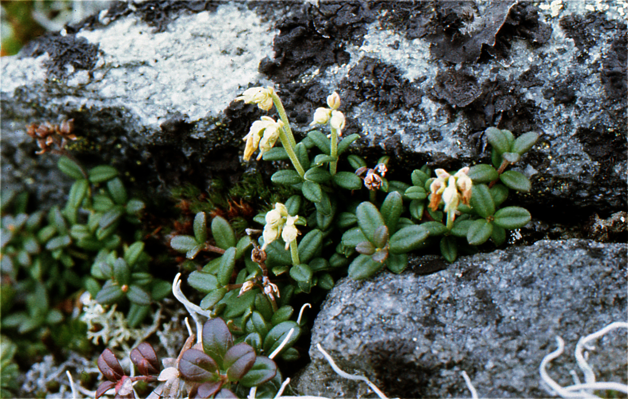 Pieris nana