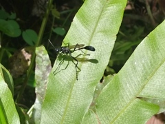 Eremnophila