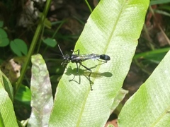 Eremnophila