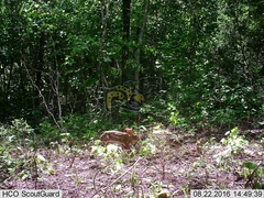 Sylvilagus cunicularius