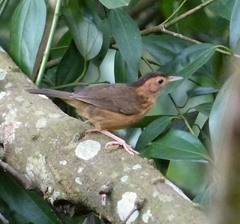 Pellorneum fuscocapillus