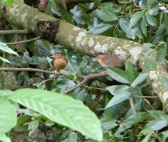 Pellorneum fuscocapillus