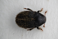 Hylesinus toranio