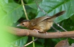 Pellorneum fuscocapillus