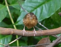 Pellorneum fuscocapillus