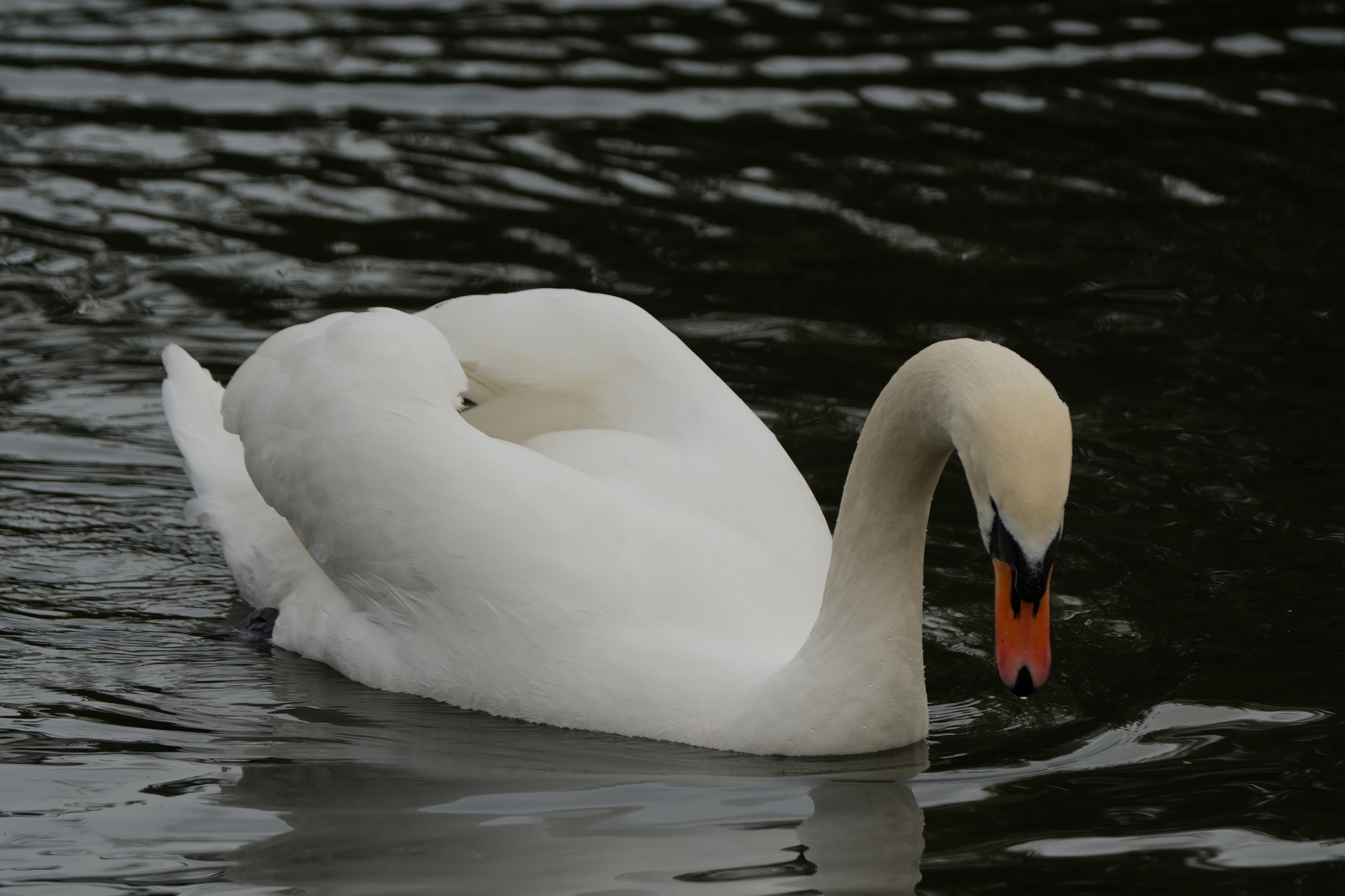Mute Swan (Cygnus olor), photo 8