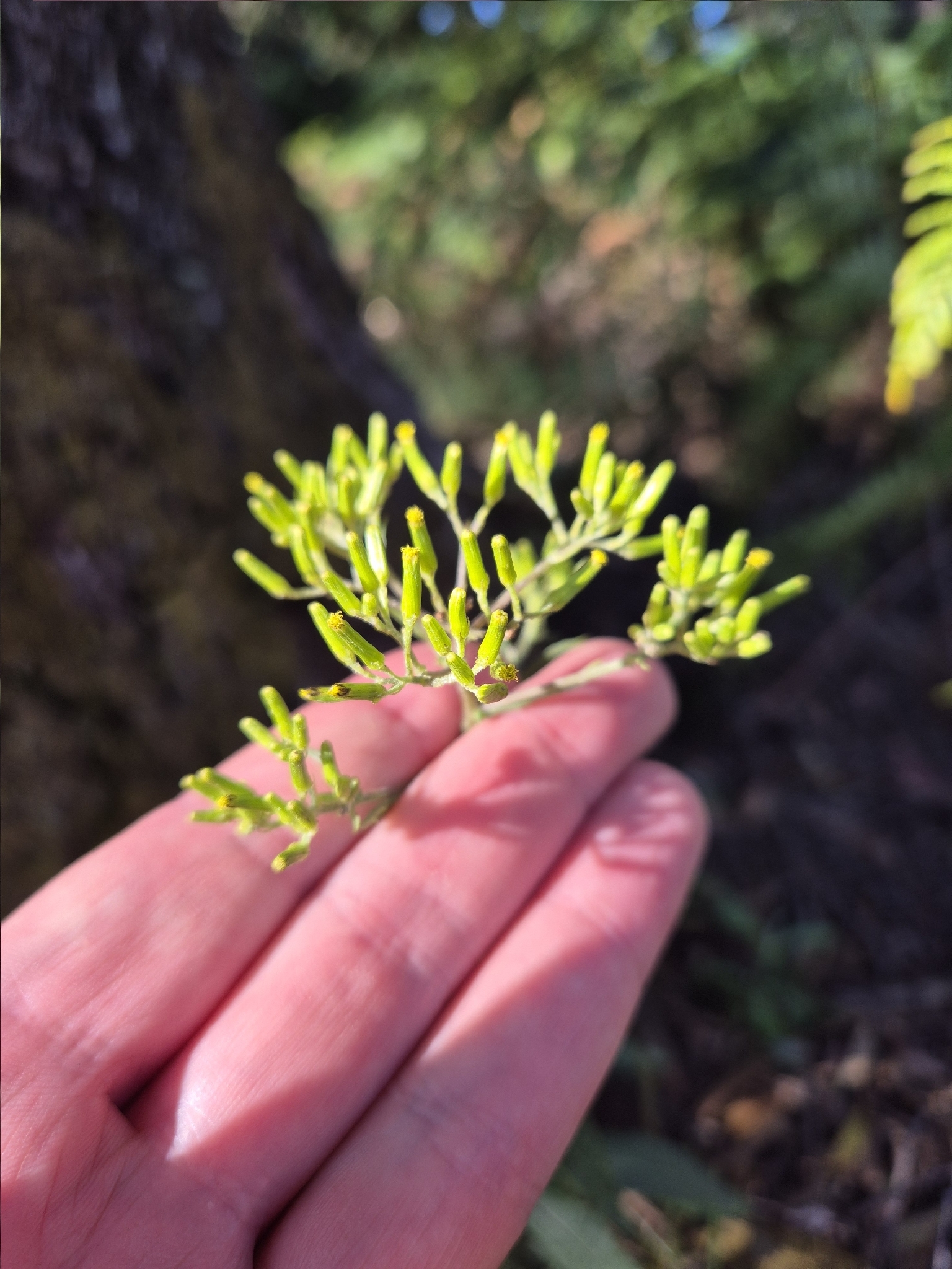 Imagem de Senecio minimus
