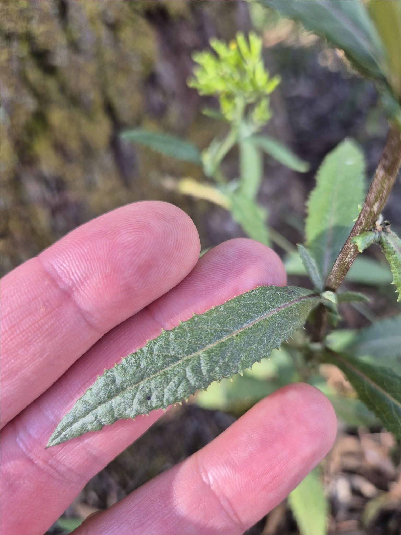 Imagem de Senecio minimus