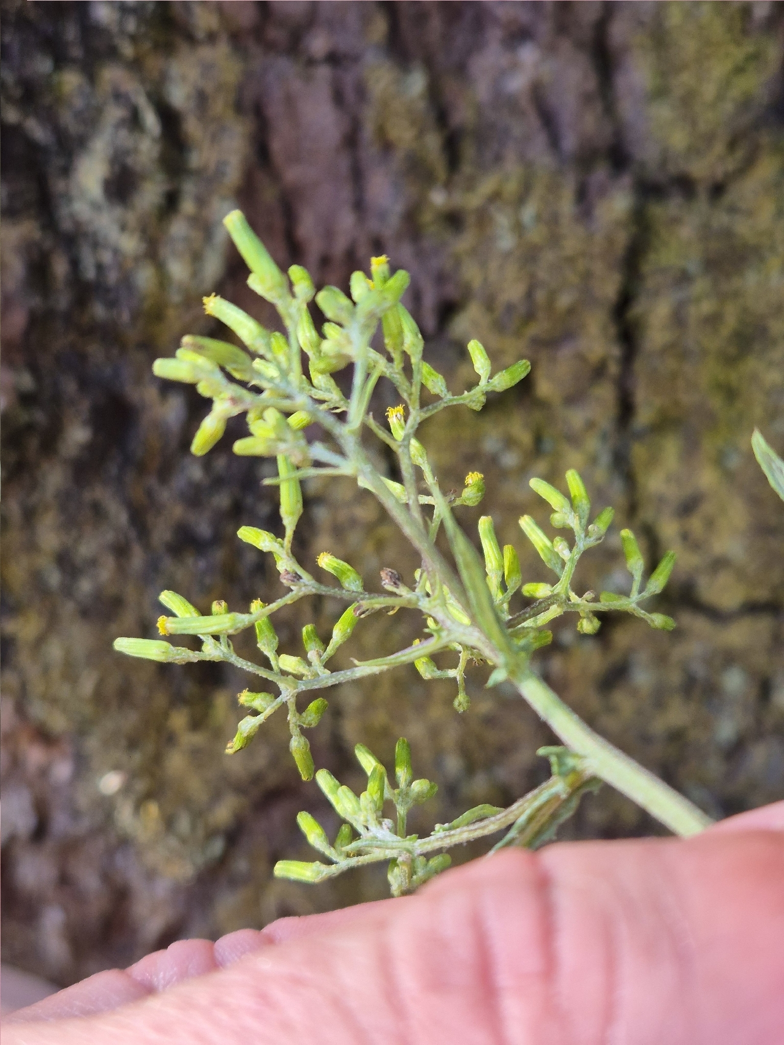 Imagem de Senecio minimus
