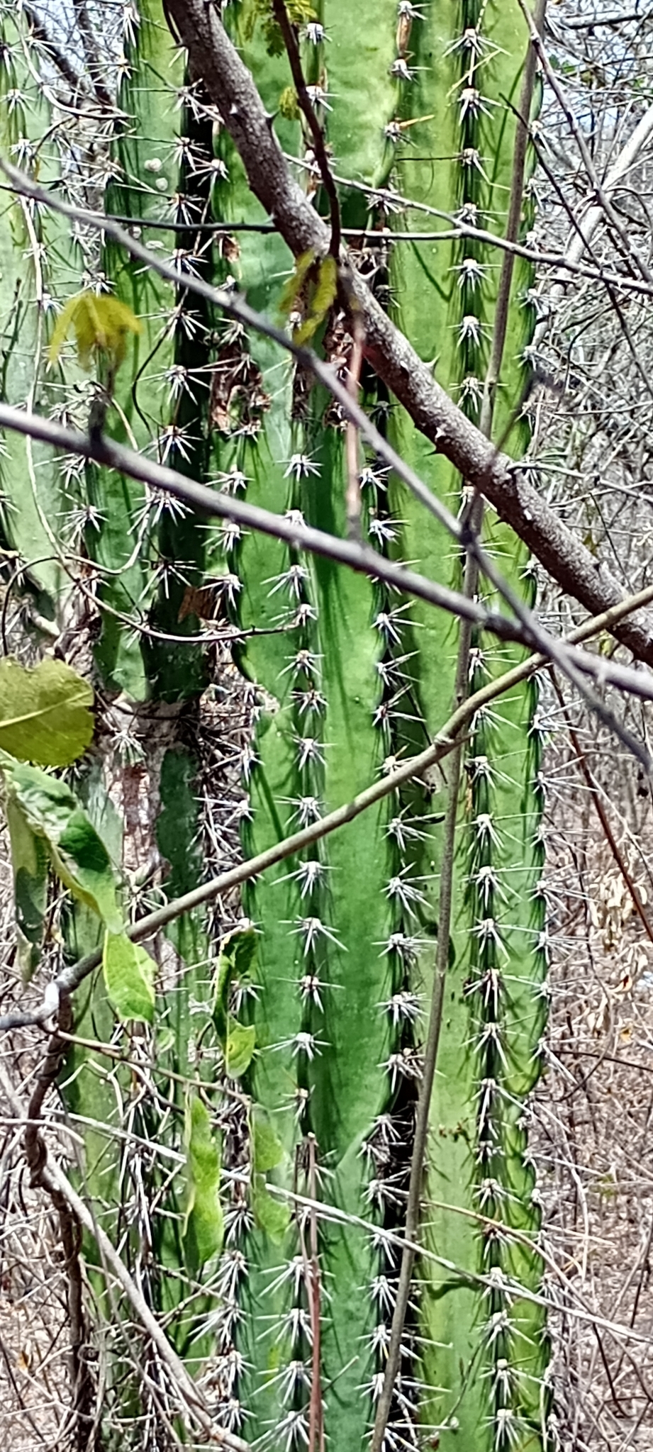 Mandacaru