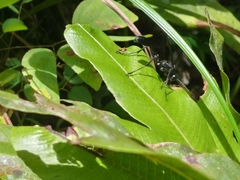 Eremnophila