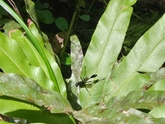 Eremnophila