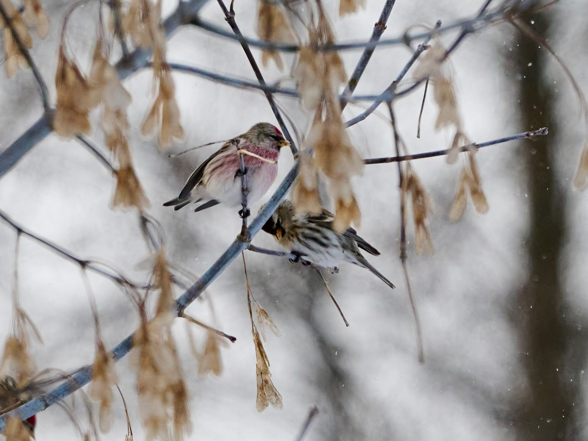 Redpoll (Acanthis flammea), photo 3