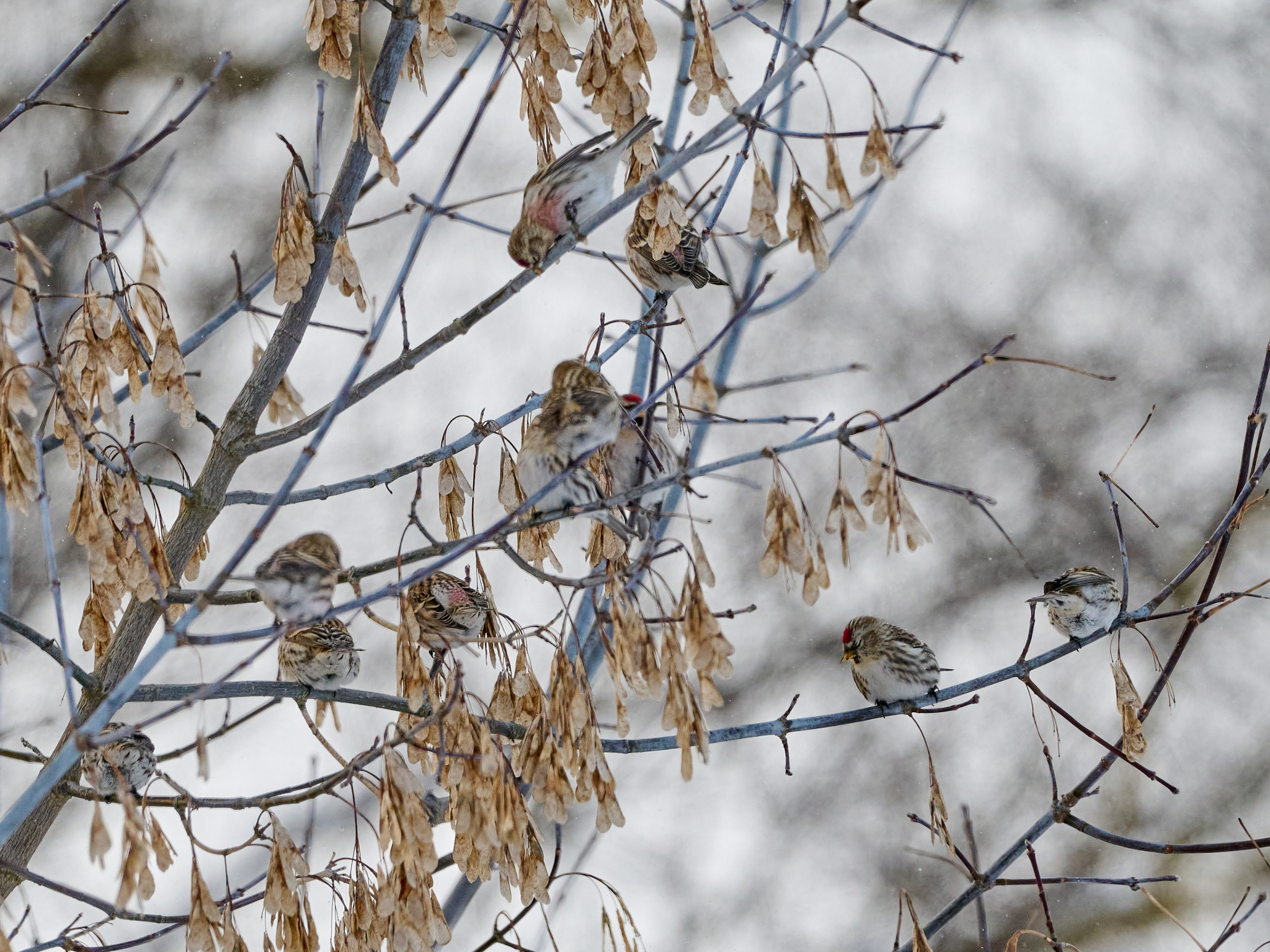 Redpoll (Acanthis flammea), photo 4