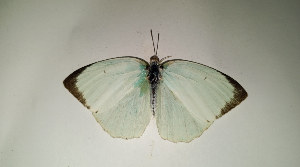Mottled Emigrant (Catopsilia pyranthe)