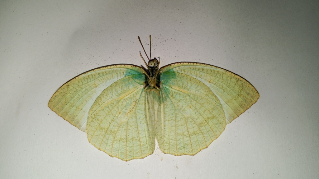 Mottled Emigrant (Catopsilia pyranthe)