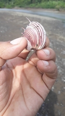 Hysteroconcha lupanaria
