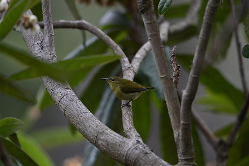 Fork-tailed Sunbird