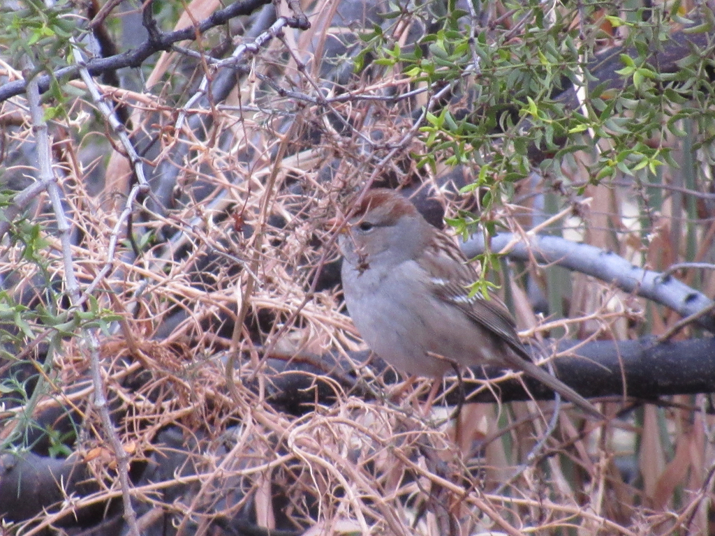White-crowned Sparrow (Gambel's)