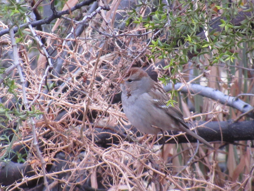 White-crowned Sparrow (Gambel's)