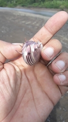 Hysteroconcha lupanaria