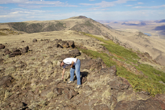Phrynosoma douglasii
