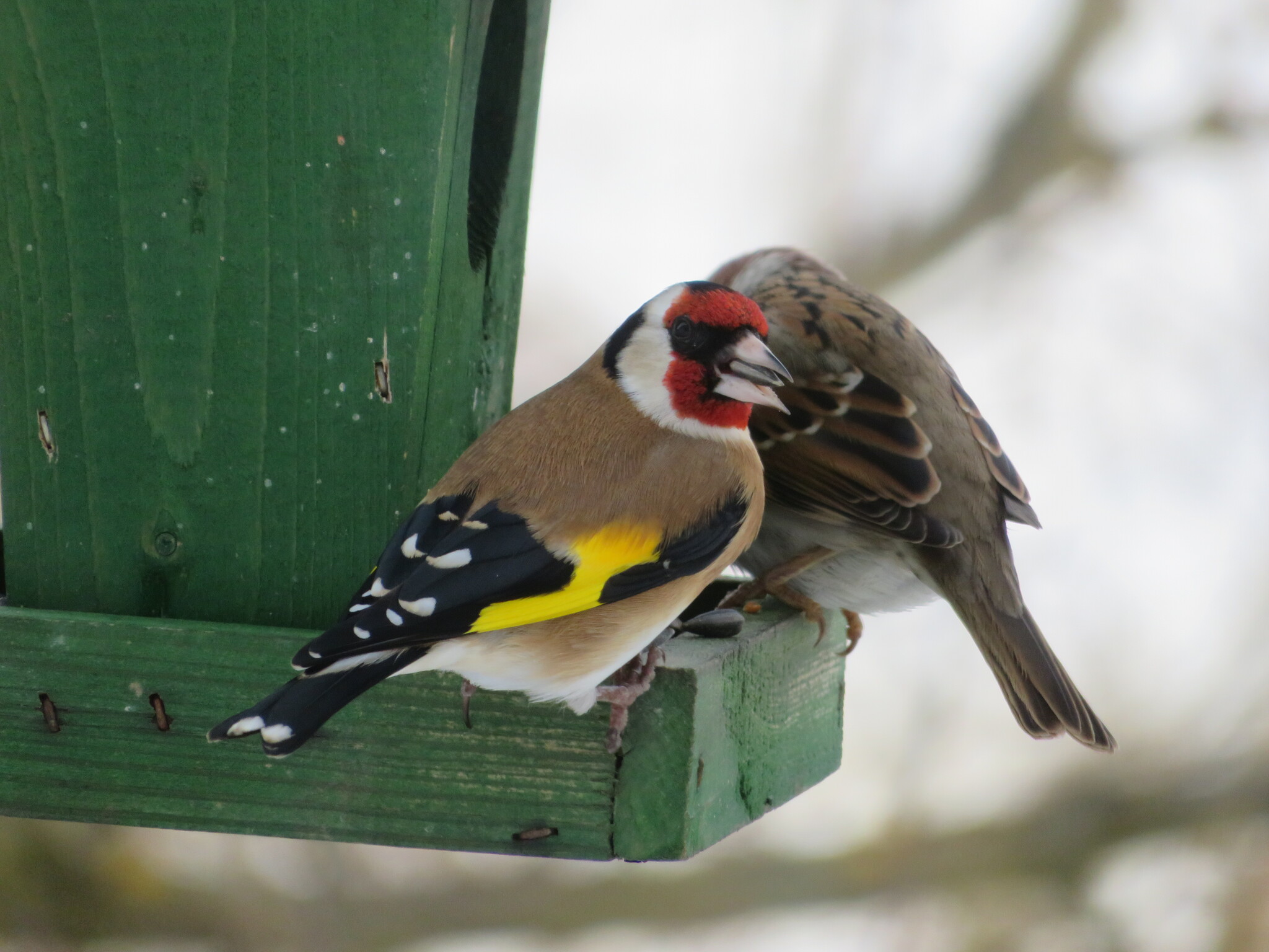 European Goldfinch (Carduelis carduelis), photo 1