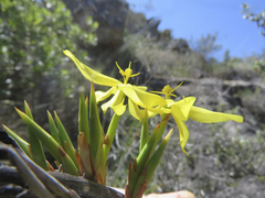 Bobartia rufa
