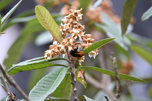 Orange-legged Bumble Bee